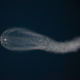 Illustration for article titled What Created This Beautiful Sky Jellyfish in the Upper Atmosphere?